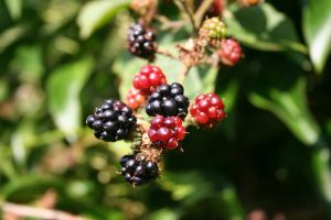 Brombeeren am Strauch