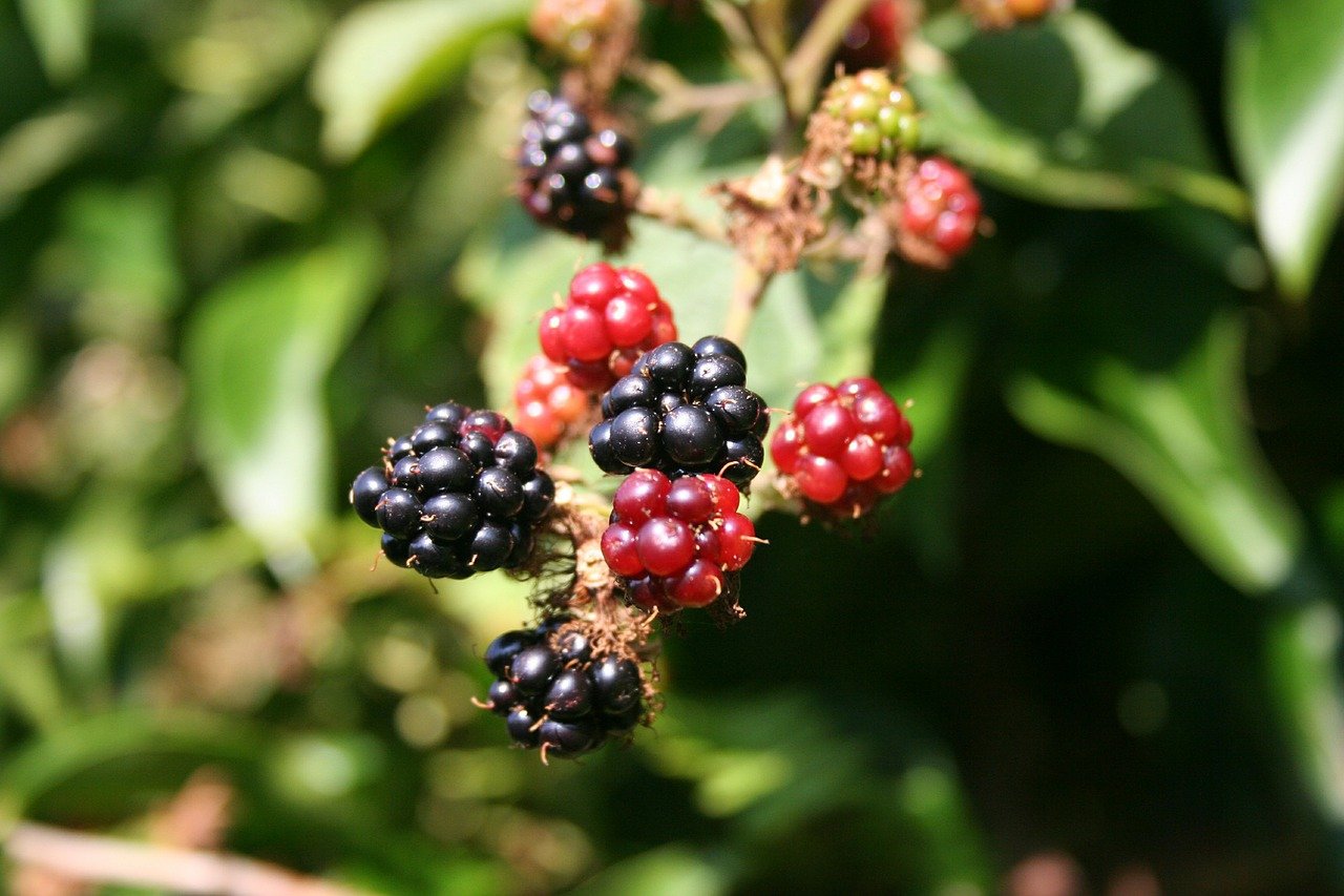 » Die besten Obststräucher für den Garten Pflegeleichte Sträucher