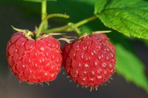 Himbeeren am Strauch