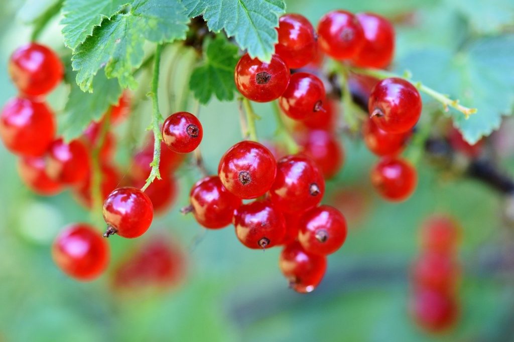 » Die besten Obststräucher für den Garten Pflegeleichte Sträucher