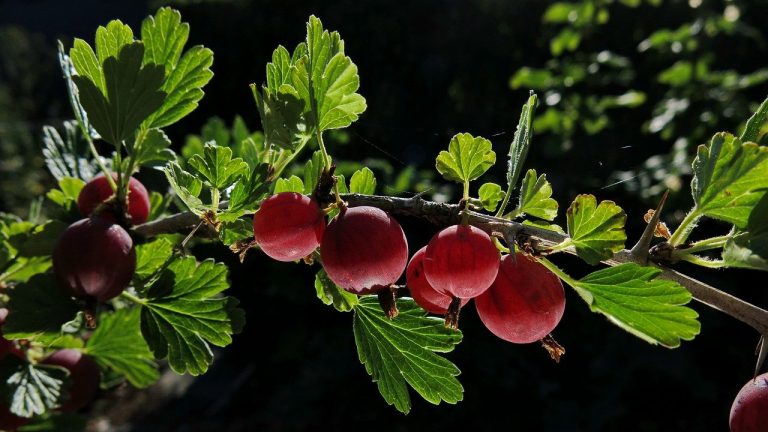 » Die besten Obststräucher für den Garten Pflegeleichte Sträucher