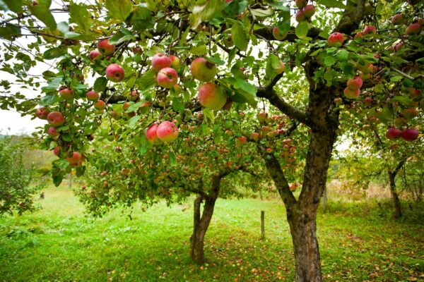 » Die besten Obststräucher für den Garten Pflegeleichte Sträucher