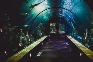 Ein Aquarium als Eingang, welches man sich theoretisch bauen lassen kann.